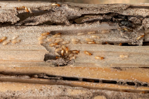 Best Termite Control Services  in Newtown, OH